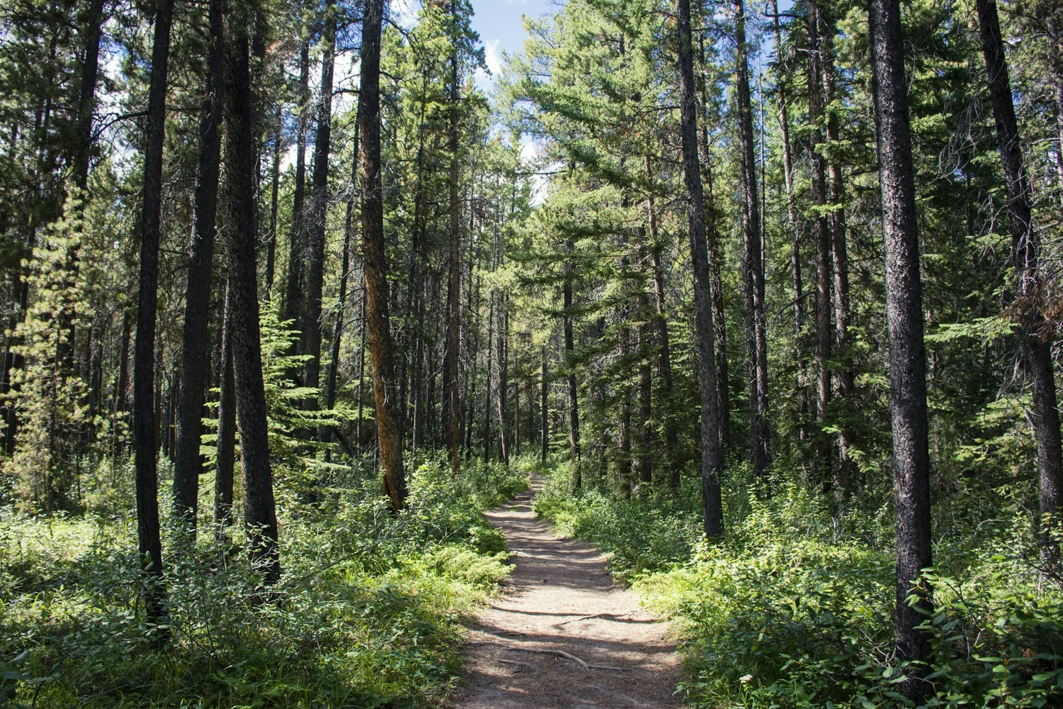 A forest path in Western Canada